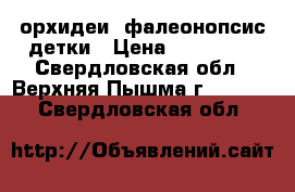 орхидеи. фалеонопсис детки › Цена ­ 200-400 - Свердловская обл., Верхняя Пышма г.  »    . Свердловская обл.